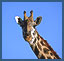 Africa