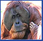 Animal Poetry Safaris
